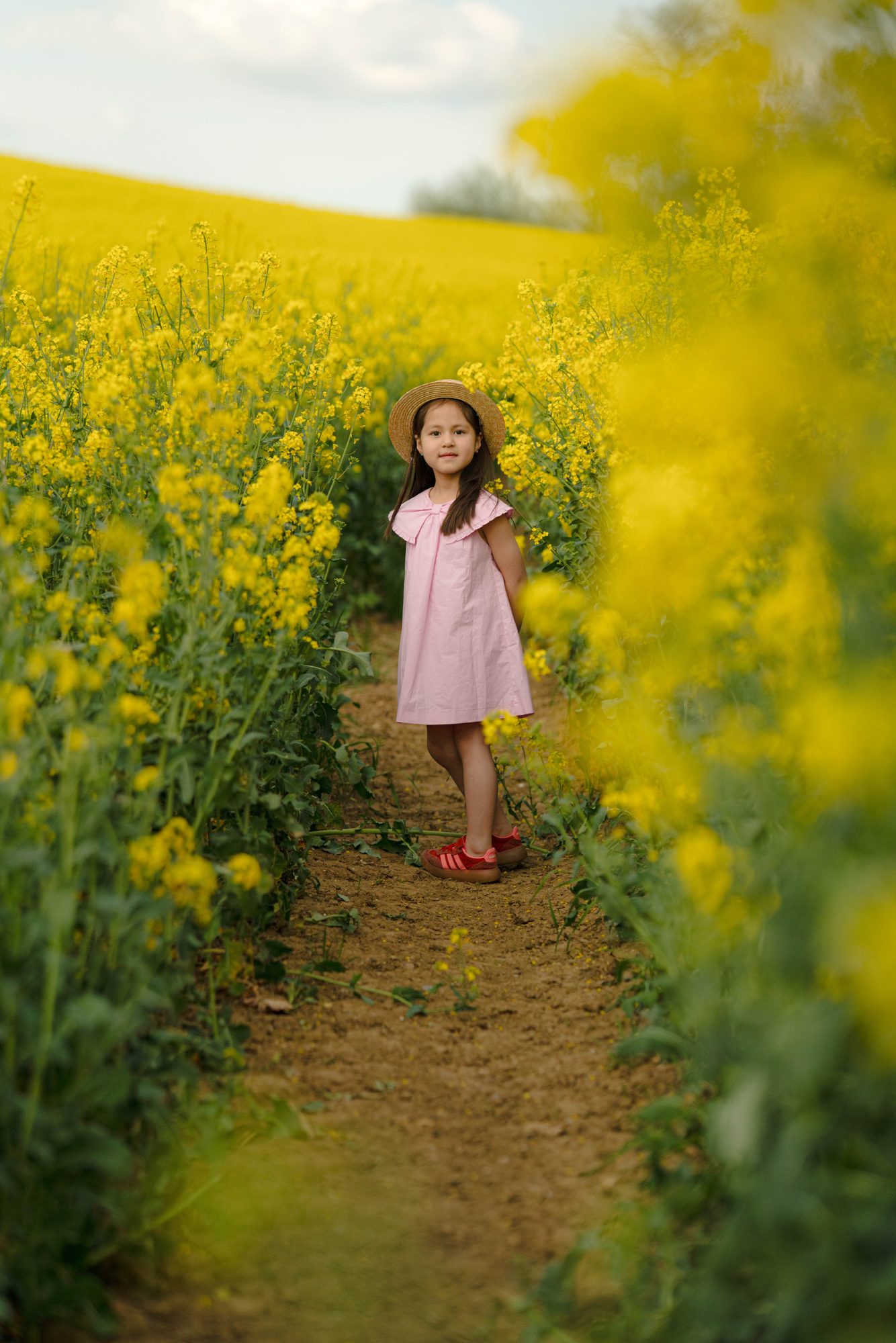 Enfant sur un chemin bordé de colza en fleurs, Meurthe-et-Moselle